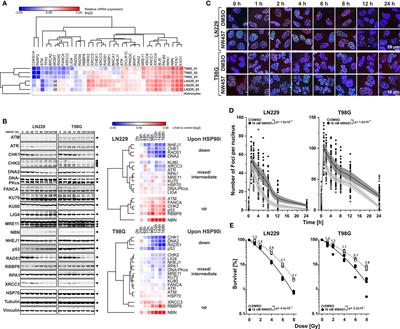 Inhibition of HSP90 as a Strategy to <mark class="highlighted">Radiosensitize</mark> Glioblastoma: Targeting the DNA Damage Response and Beyond